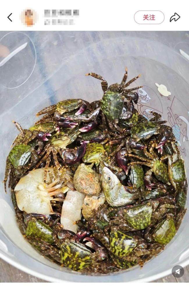 官方提醒前海石公园螃蟹别吃 不建议食用