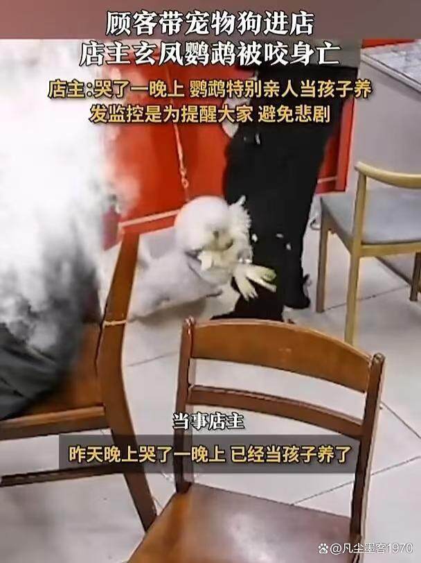 心碎！店内鹦鹉被狗咬死，宠物安全咋保障？
