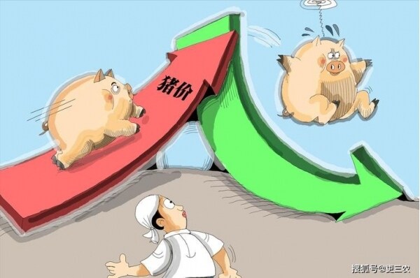 全国猪价“跌跌不休”，猪价下跌养殖户如何抉择？