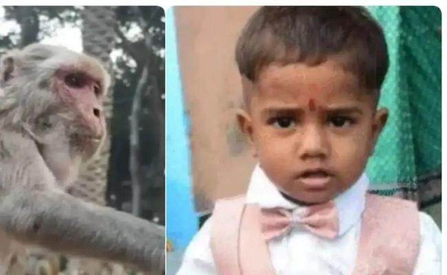 印父亲驱猴误杀儿子 案件疑点重重