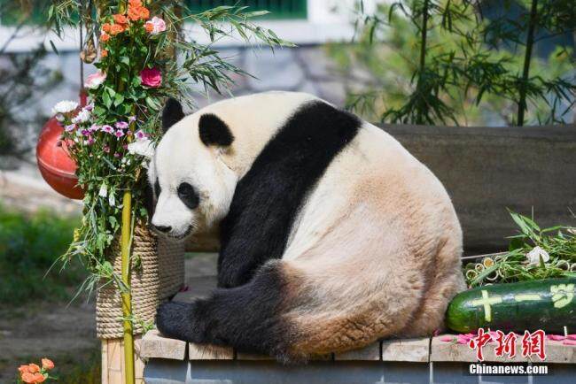 济南动物园大熊猫迎11岁生日