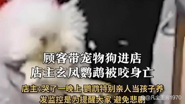 心碎！店内鹦鹉被狗咬死，宠物安全咋保障？