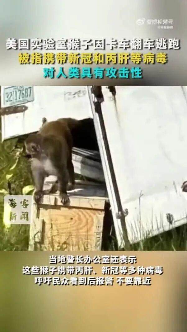 美警方回应运猴车翻车带病毒猴逃跑