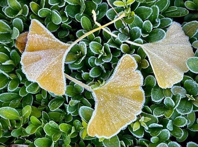 今年是百年一遇的"晚重阳" 独特气候与习俗探秘