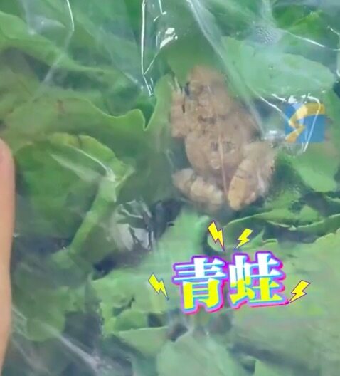 网友称买了一包生菜 包装里有青蛙