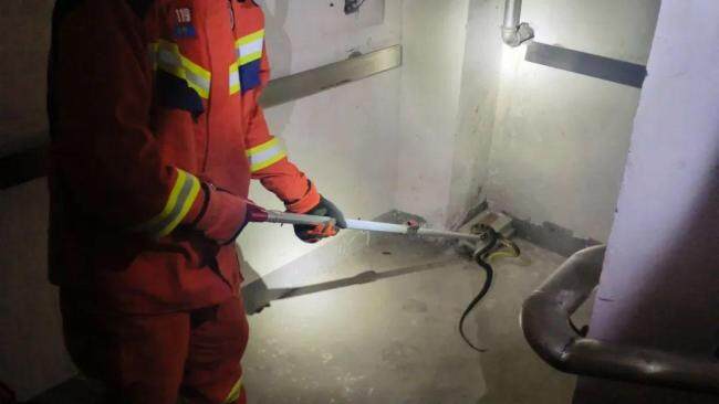 女子家门一开就被蛇咬 夏季蛇伤频发